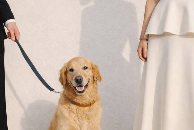 FIVE STAR PET SITTING AND CONCIERGE
