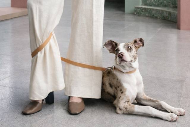 FIVE STAR PET SITTING AND CONCIERGE