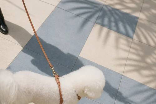 FIVE STAR PET SITTING AND CONCIERGE