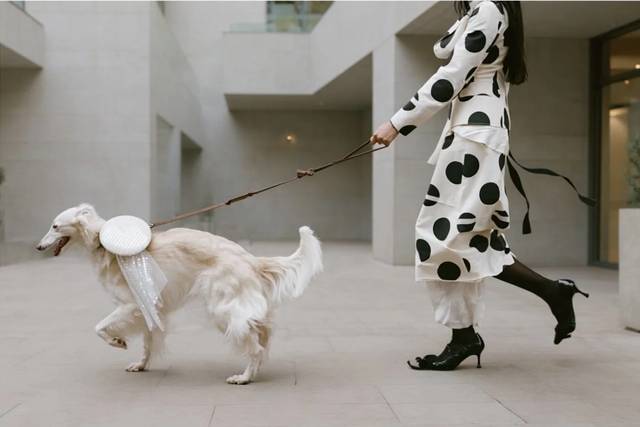 FIVE STAR PET SITTING AND CONCIERGE