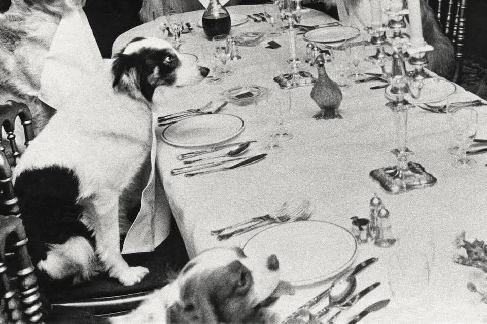 FIVE STAR PET SITTING AND CONCIERGE
