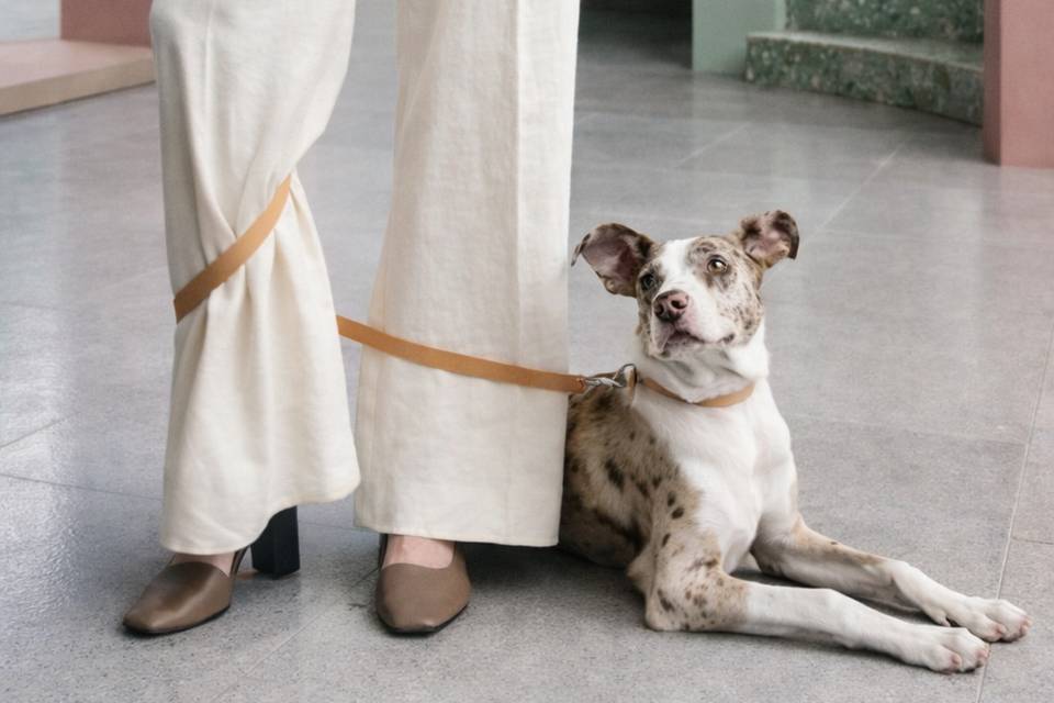 FIVE STAR PET SITTING AND CONCIERGE