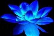 Blue Lotus Weddings & Special Events