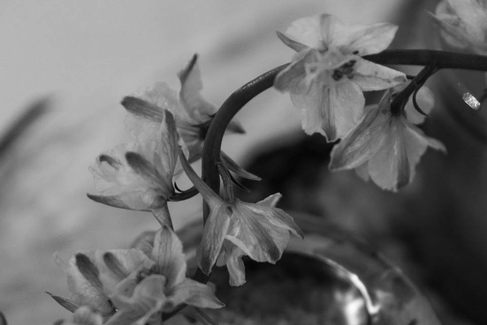 Ava Hicks Photography