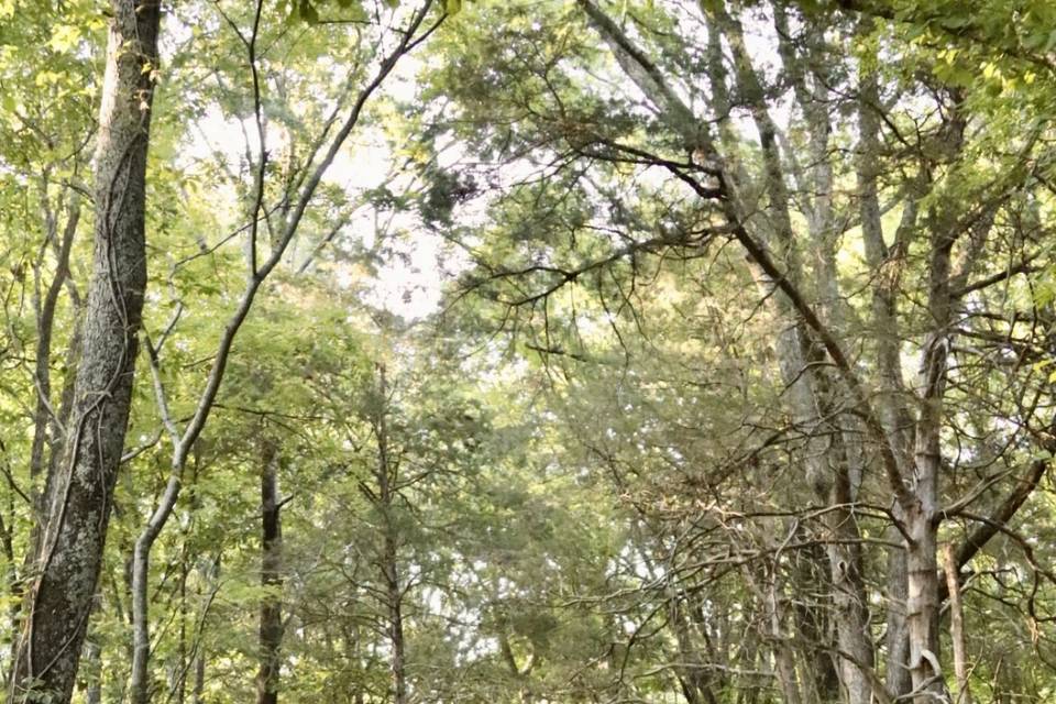 Forest walking trail