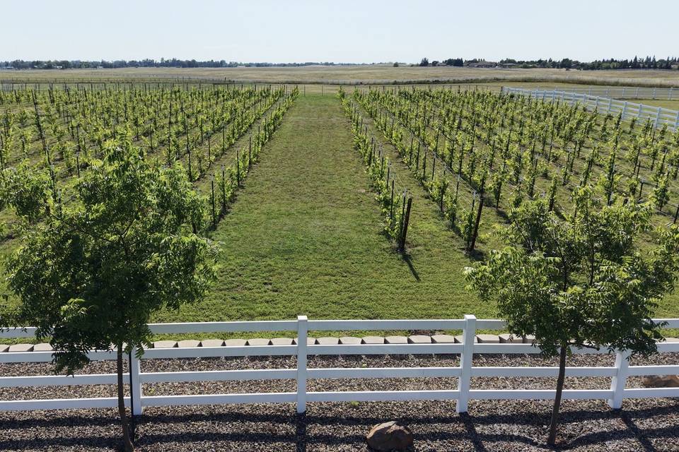 The Vineyard