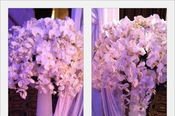 Blooming Flowers