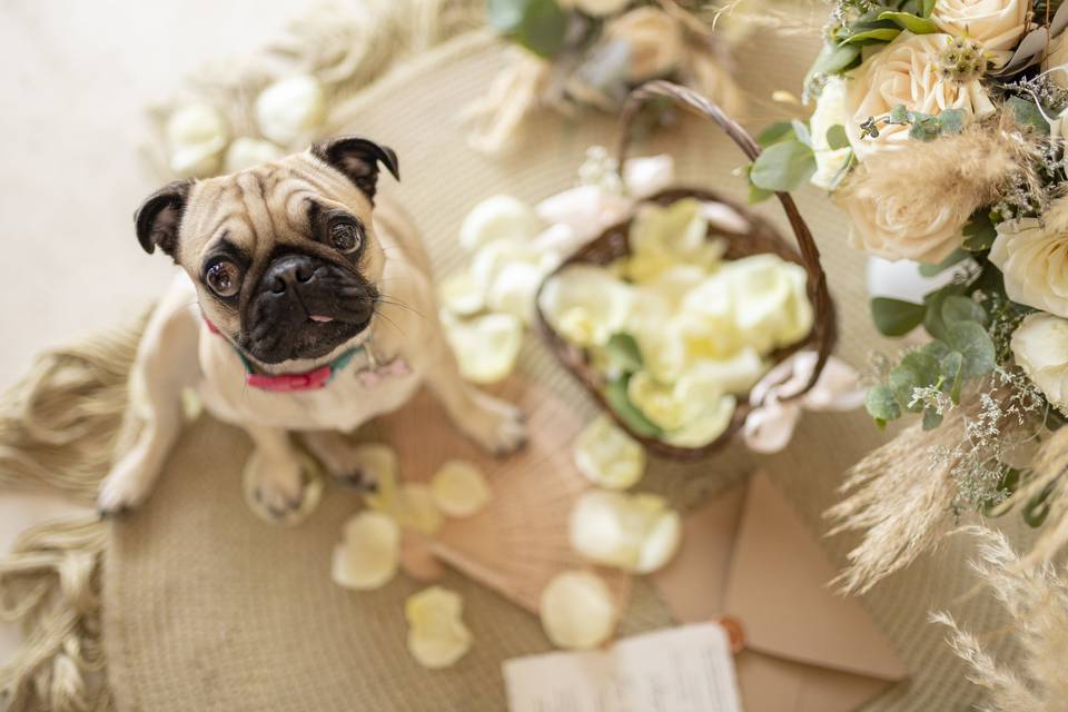 Flowerpug