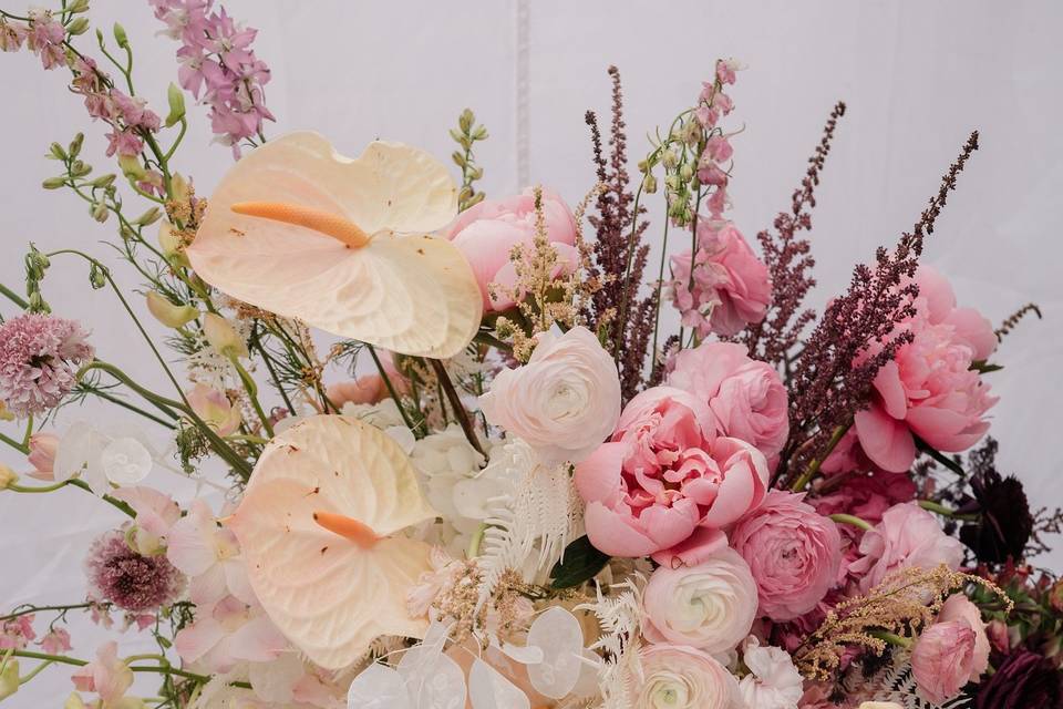Shades of Rose'