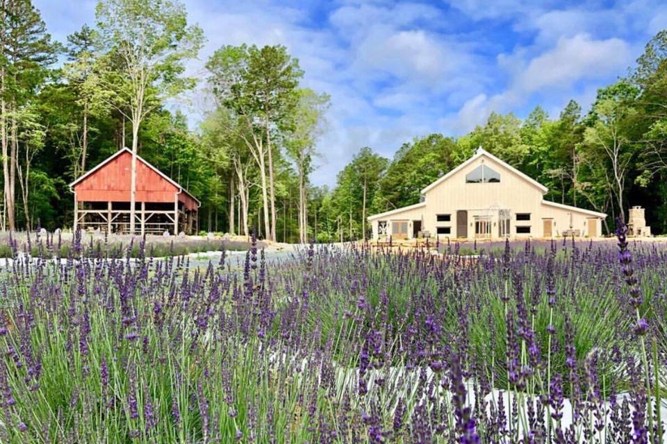 Lavender Oaks Farm