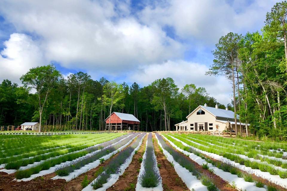 Lavender Oaks Farm