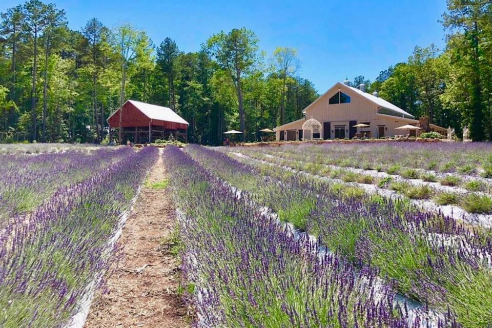 Lavender Oaks Farm