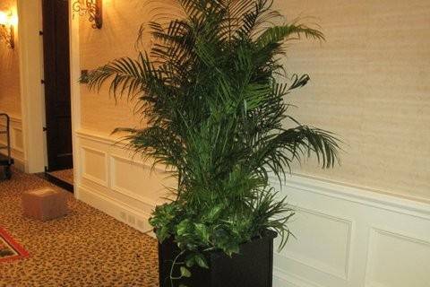 Areca Palm with underplantings