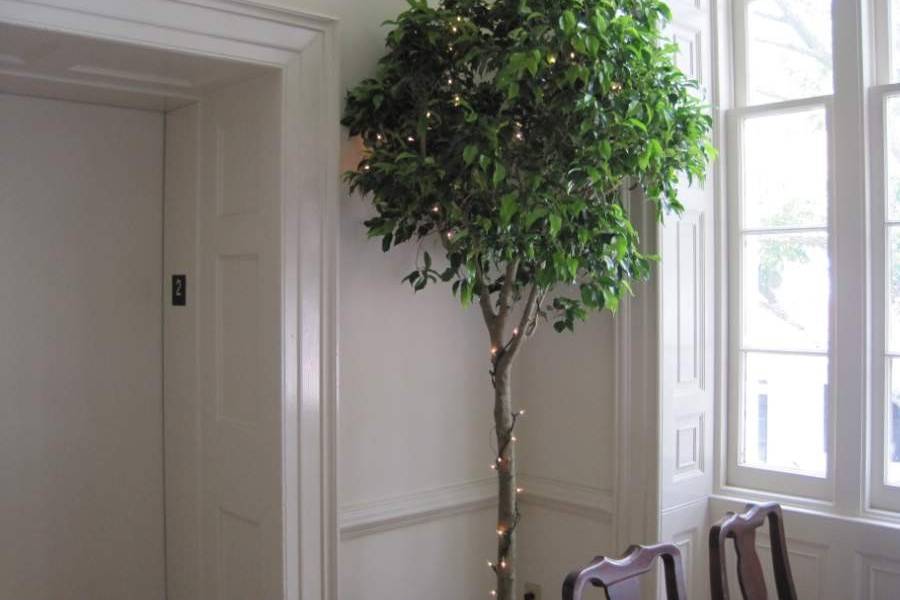 Ficus tree standard with lights