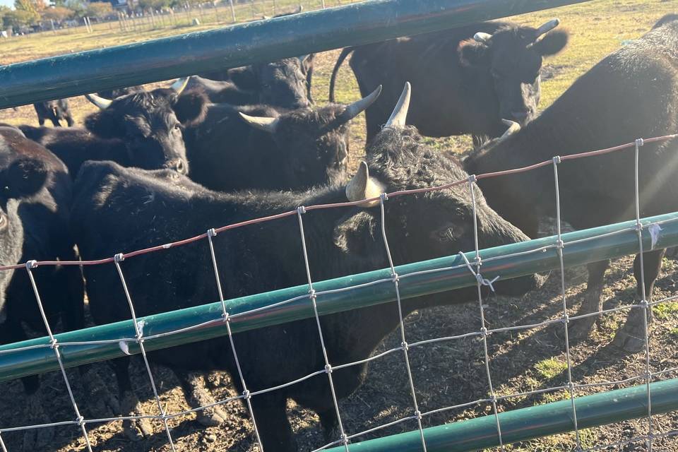 D&G Ranch