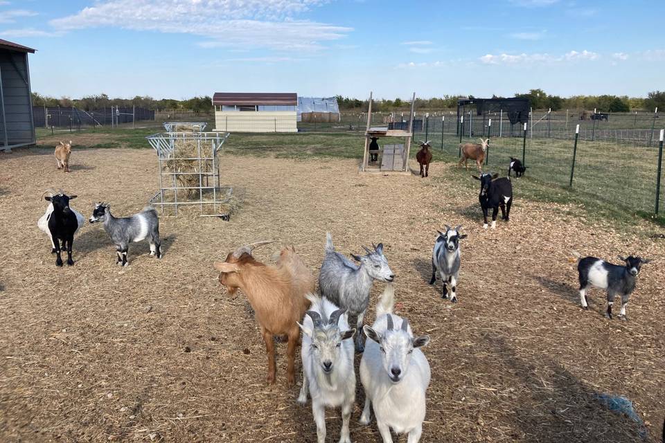 D&G Ranch