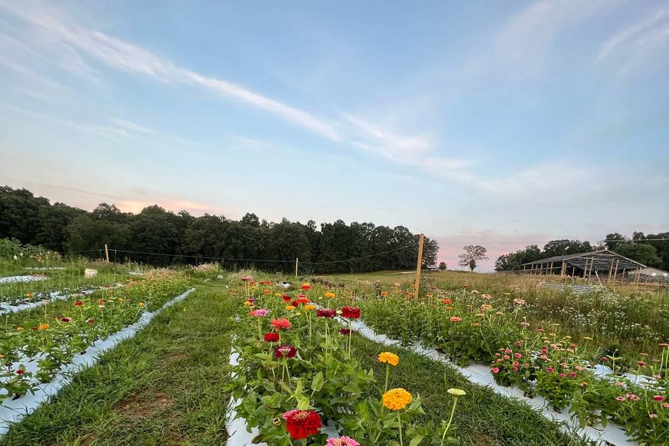 Rows of flowers
