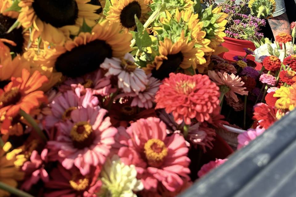 After Harvesting