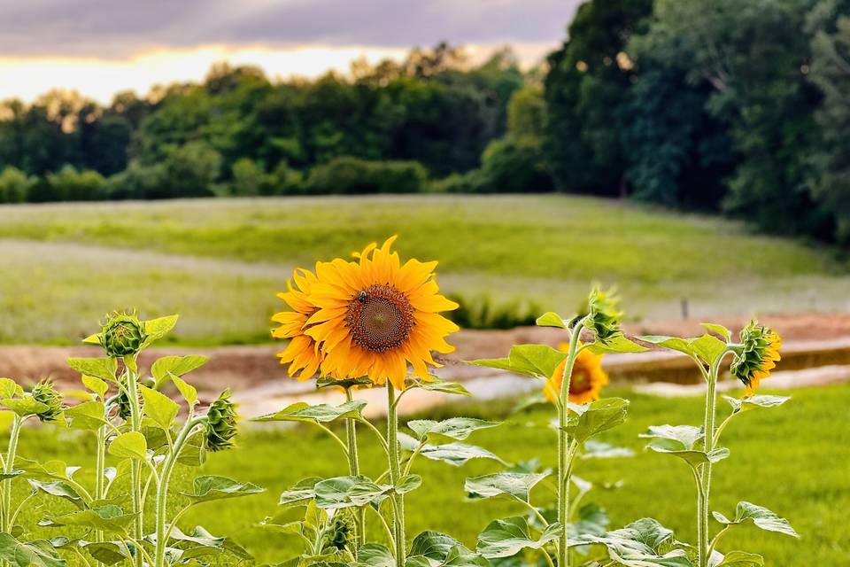 Sunflowers!