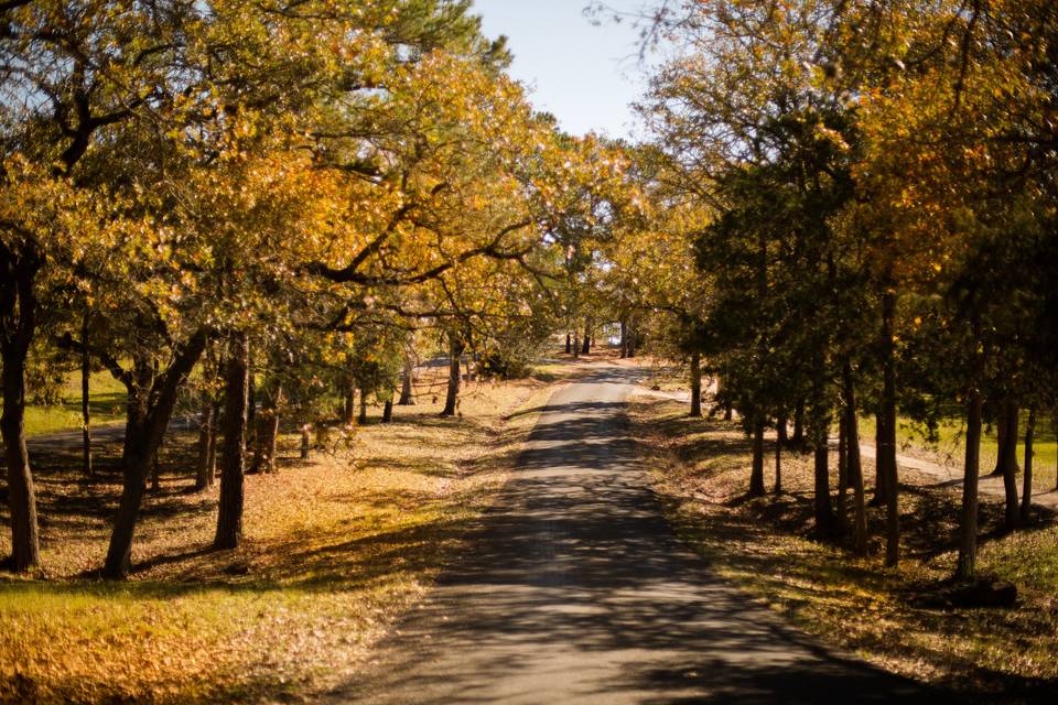 Fall trees lead to the Mansion