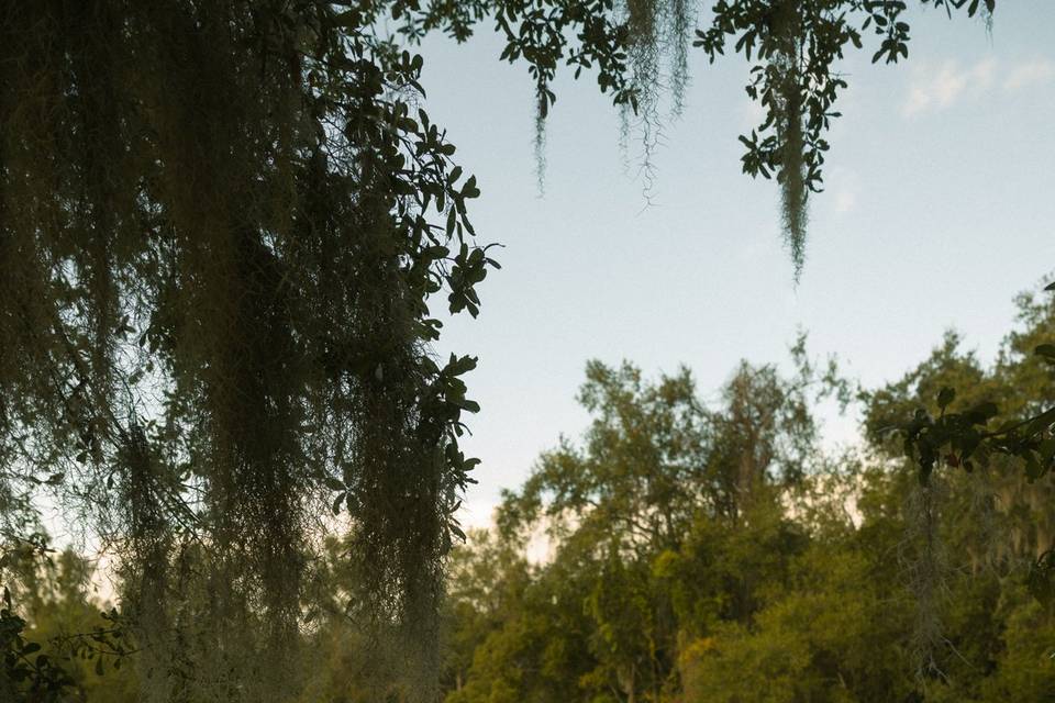 Field