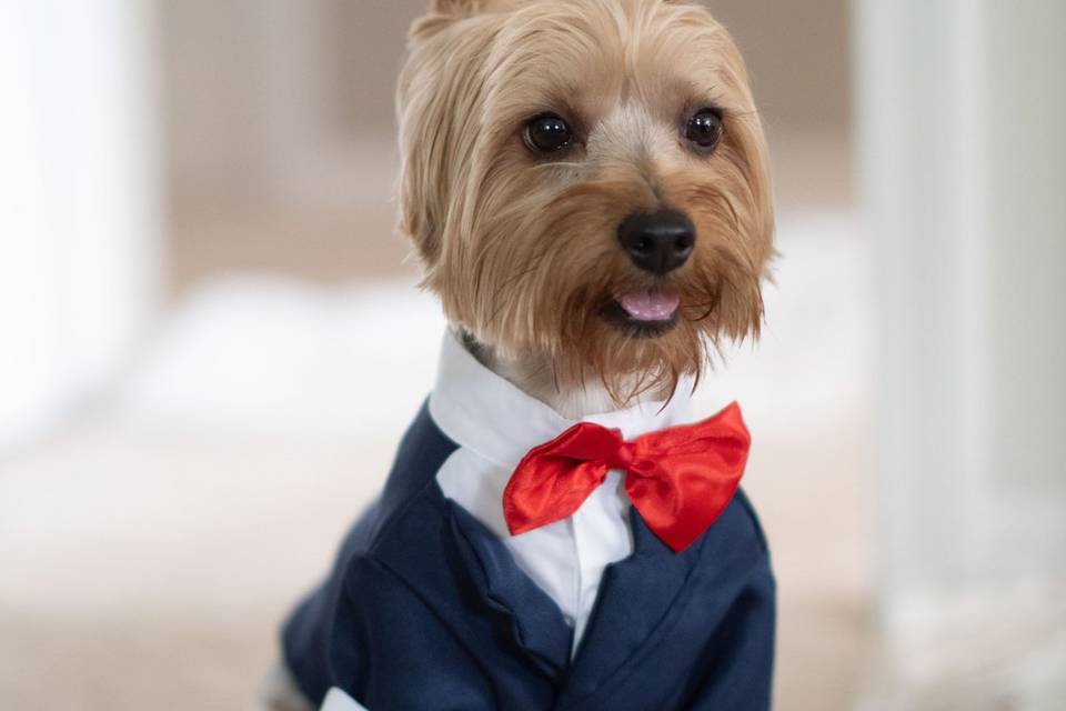 Puppy groomsman