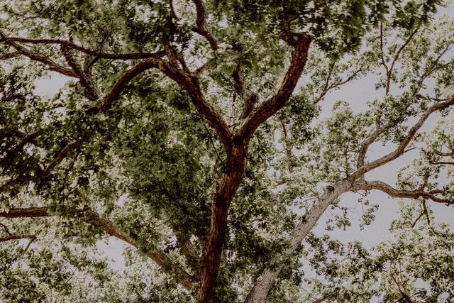 Ceremony Tree