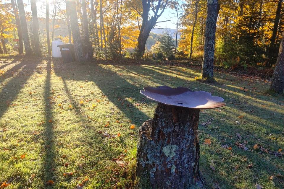 Morning light