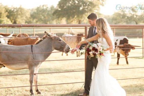 Feeding donkeys