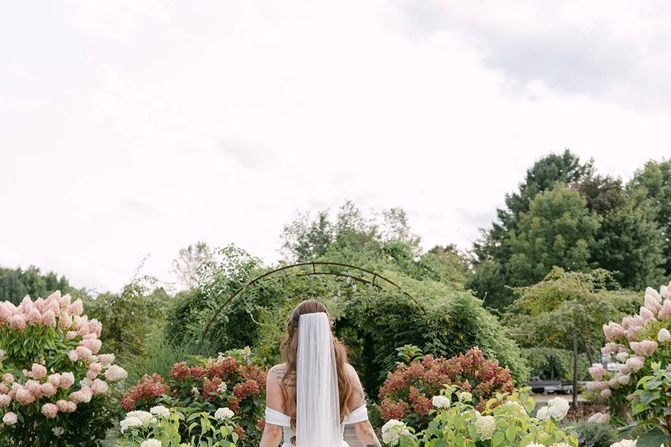 Hydrangea haven