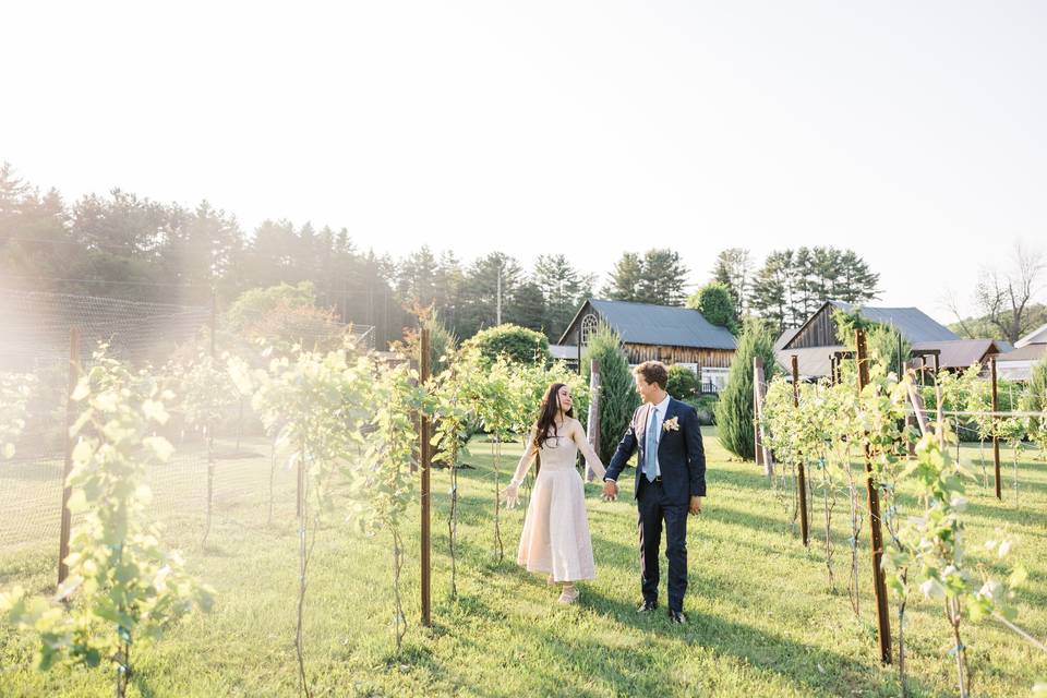The Vineyard