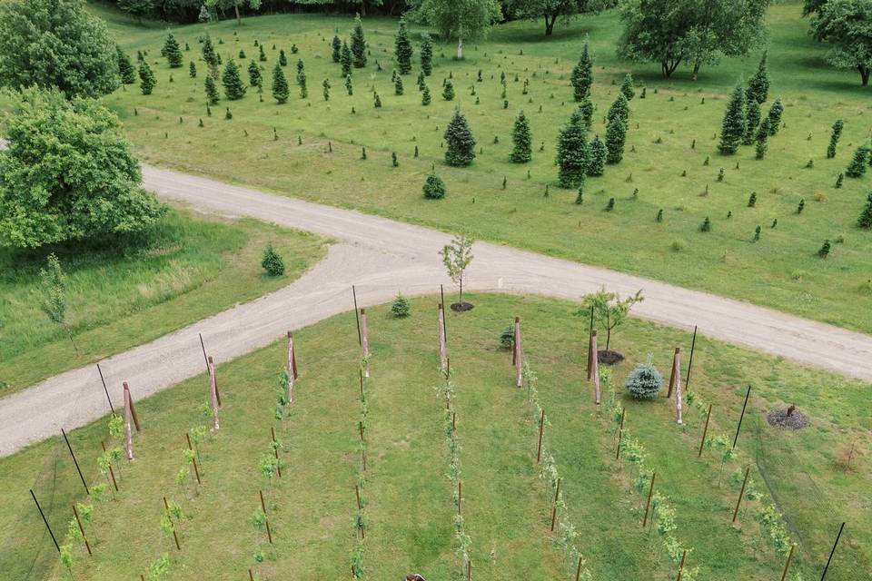 The Vineyard