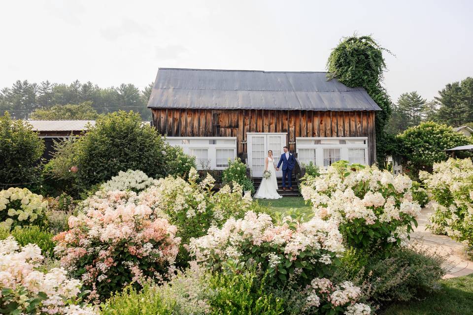 The hydrangeas in full bloom