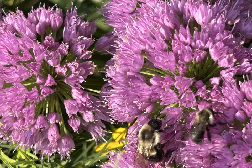 IMG_6590.jpeg