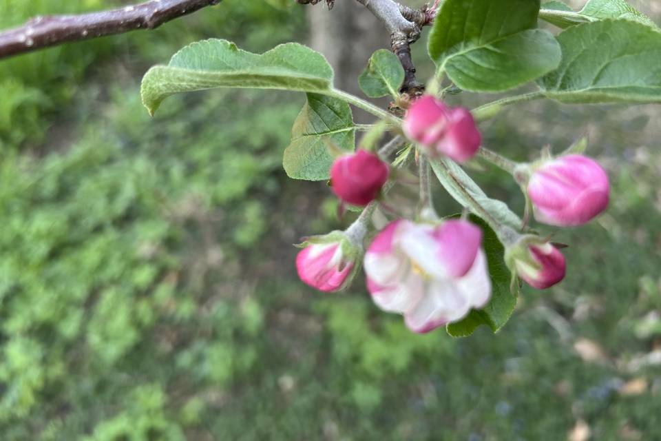 IMG_8581.jpeg
