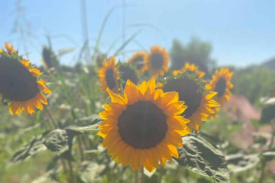 Sunflower patch