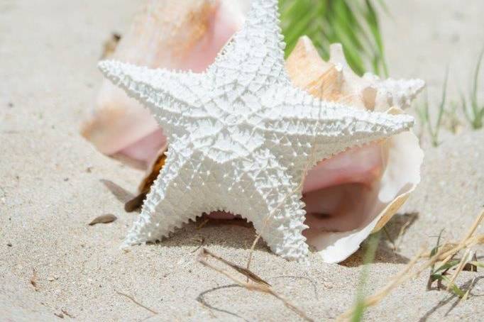 Starfish and shells