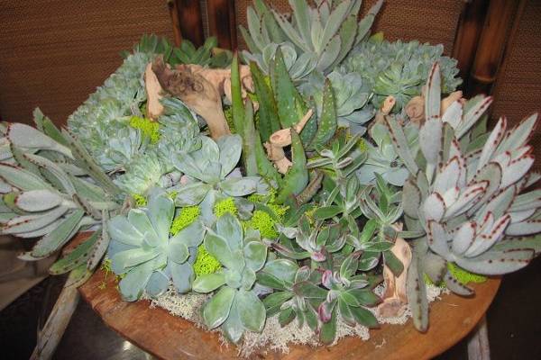 beautiful succulent centerpiecegarden