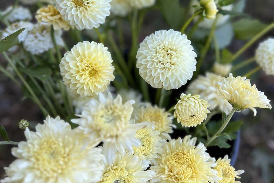 Dahlia & heirloom mums