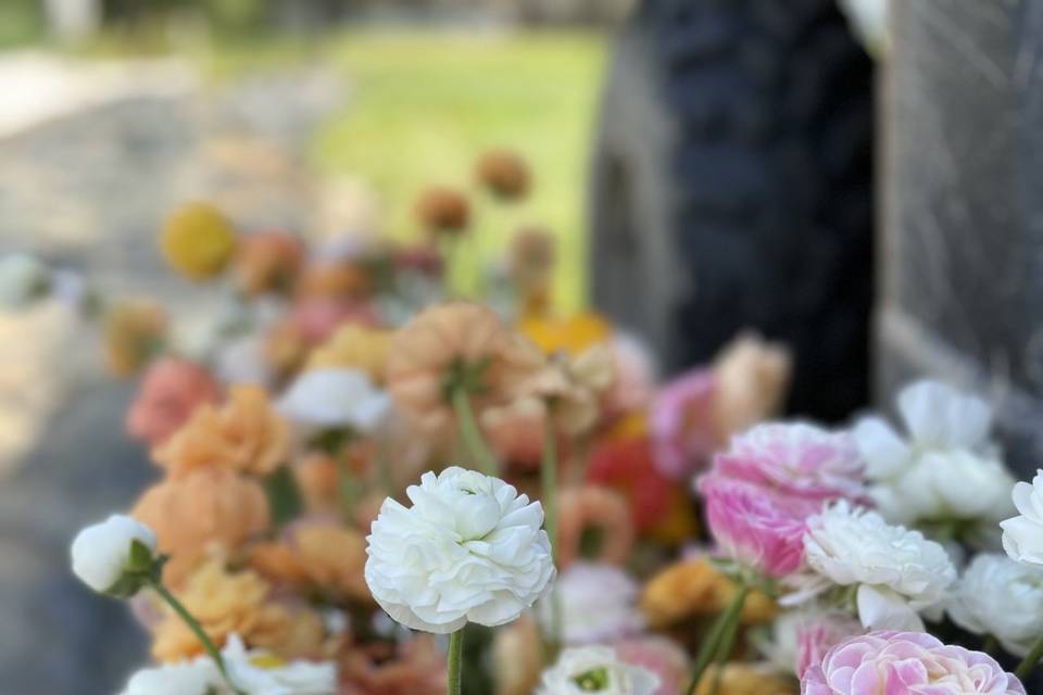 Pastel spring ranunculus