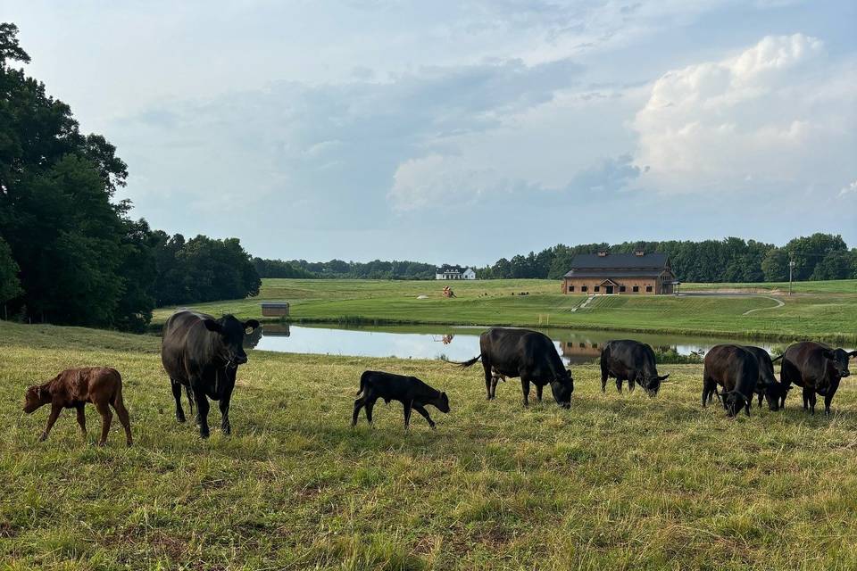 Rolling Meadow Farm