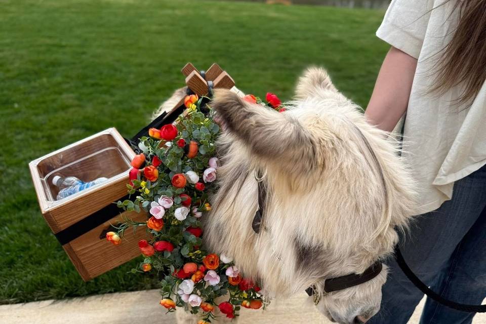 Beers Brays and Neighs