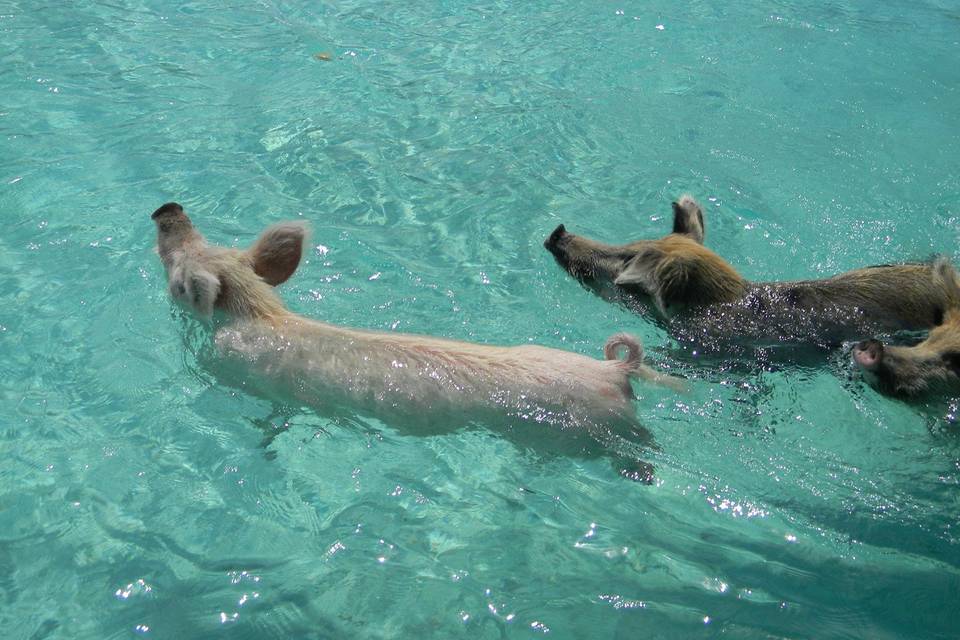 Pigs in the water