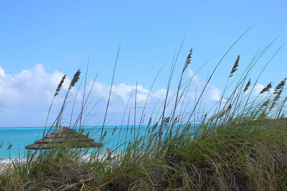 Plants by the beach