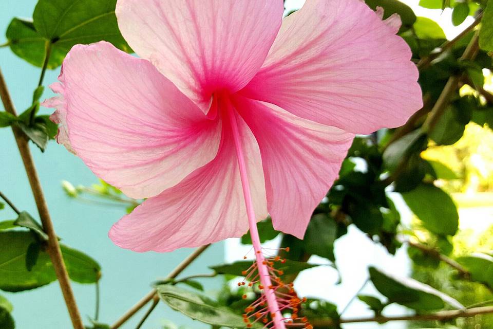 Hibiscus Travel