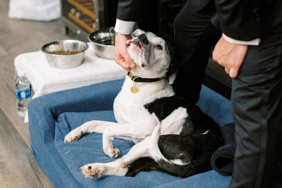 Aloft is Pet Friendly