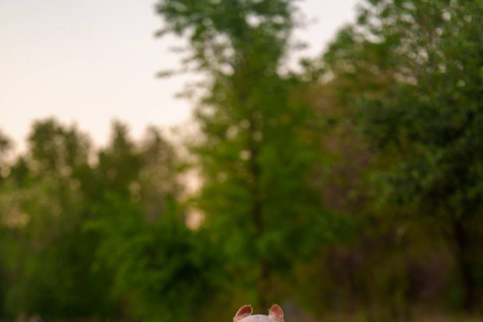 Dog Photography
