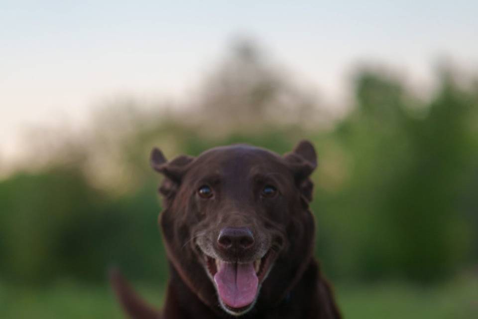 Dog Photography