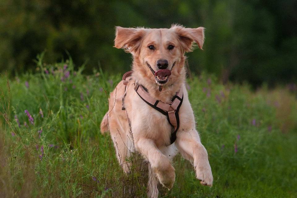 Dog Photography