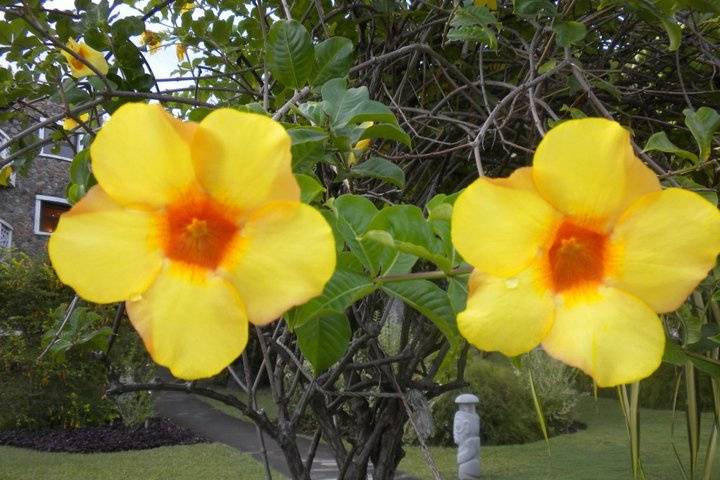 Yellow flowers